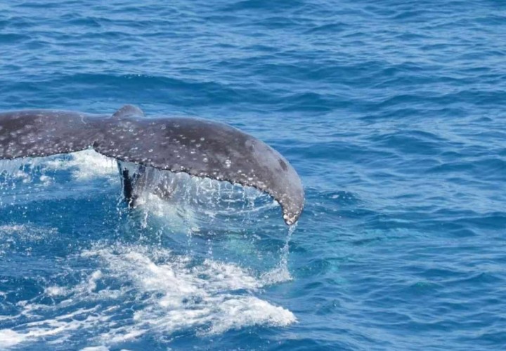 whale watching sealink