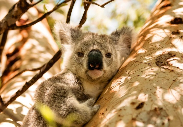 magnetic island koalas
