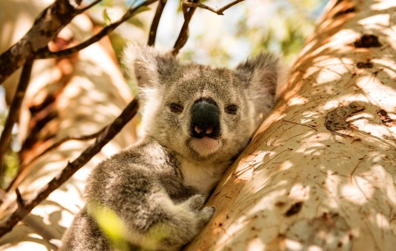 magnetic island koalas