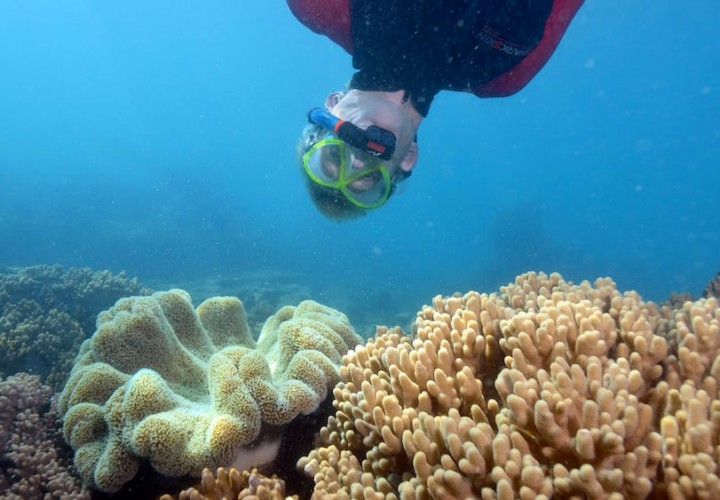 magnetic island snorkelling