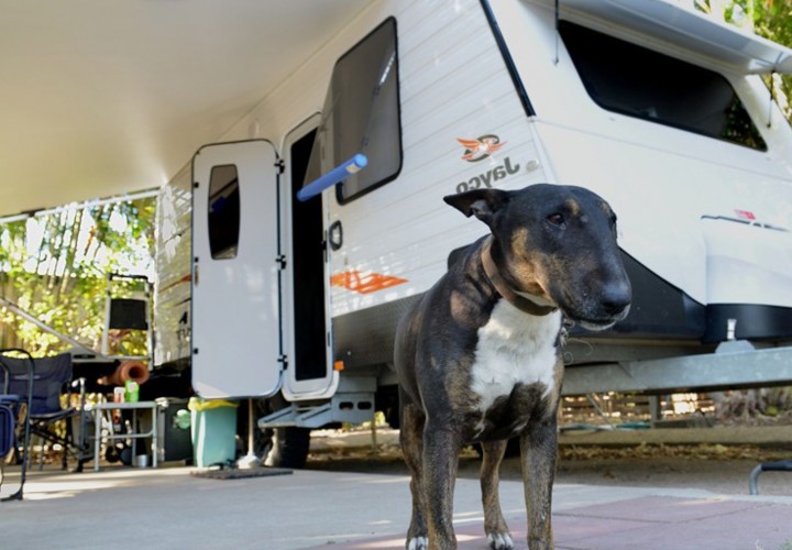 coral coast pet friendly site