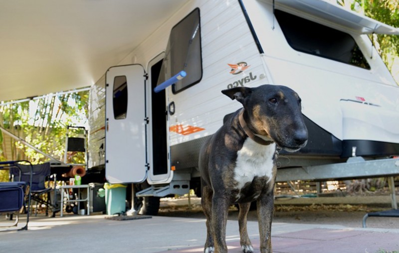 coral coast pet friendly site