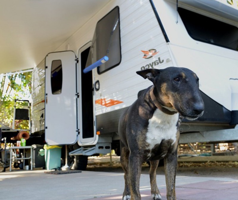 coral coast pet friendly site